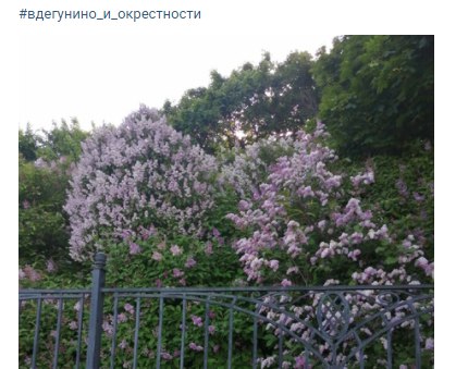 Фото дня: сирень в парке Северные Дубки